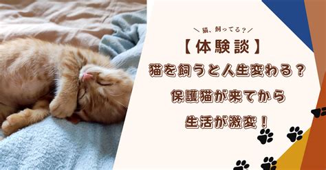 猫 風水|猫を飼うと運気は上がる？下がる？猫がくれる4つの不幸と6つの。